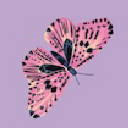 Butterfly - Lavendula
