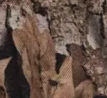 Realtree® Norman Bucket Hat - Realtree APX™ Camo